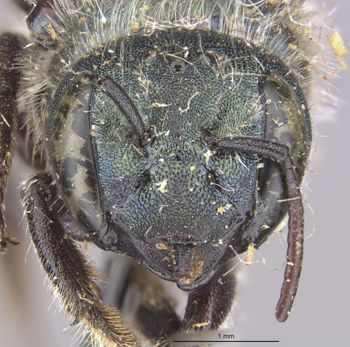 Media type: image;   Entomology 30092 Aspect: head frontal view